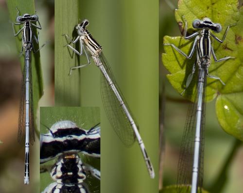 Platycnemis sp.